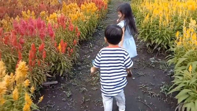 Celosia Flower Farm | CACAI CONS смотреть онлайн