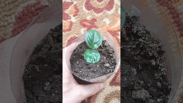 Выращиваем лимон,с семечка,посадка,пересадка, полив,уход,подкормка. смотреть онлайн