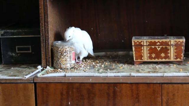 Голубка породы чайка исполняет фаду ✿ Pigeon breed Seagull. Pigeon Coos смотреть онлайн
