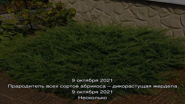 Украшение альпийских горок — можжевельник Андорра Компакт смотреть онлайн