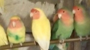 неразлучники масковые.фишера.розовощекие