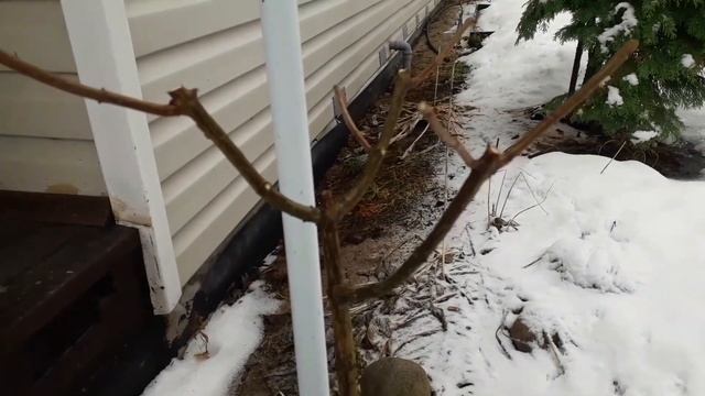 ОБРЕЗКА ГОРТЕНЗИИ и ПОСАДКА ЧЕРЕНКОВ в МАРТЕ. смотреть онлайн