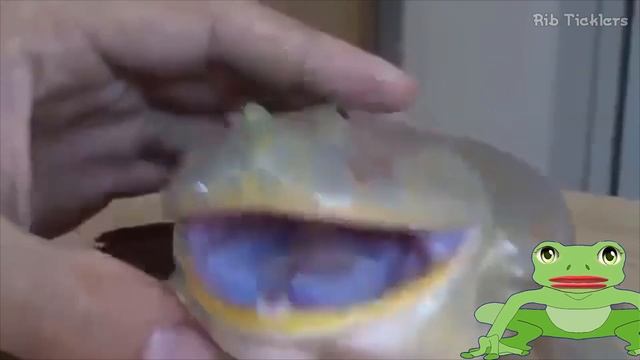 Frog Sounds - Noises