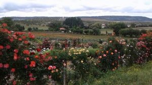 роза декор арлекин, жалуюсь на вандалов, крымские пейзажи, питомник роз полины козловой rozarium.bi