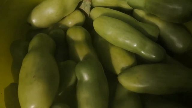 УРОЖАЙ ПОМИДОРОВ 2021//ОСЫ в теплице 🐝//нас похоже подвинут//упало давление🤕 смотреть онлайн