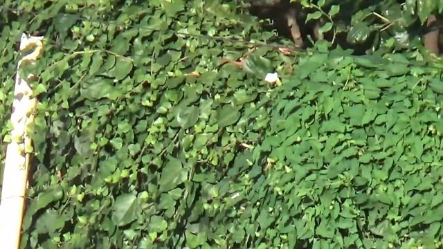 Жестокое избиение девочки постоялицей ЖК “MONACO CLUB II” в Адлере (версия с пояснениями) смотреть онлайн