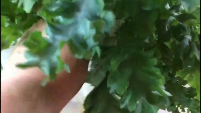 Флебодиум Давана. Обзор. смотреть онлайн