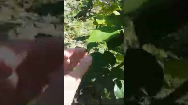 Роза Каталина смотреть онлайн