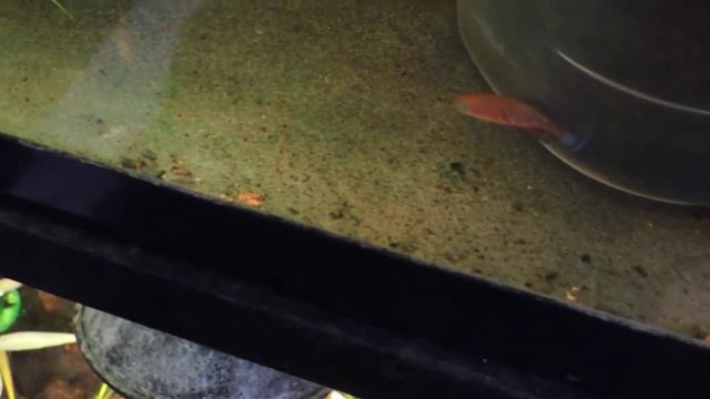 Nothobranchius Symoensi Sitimbuli смотреть онлайн