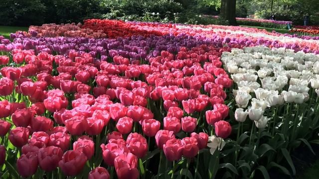 Парк КЕКЕНХОФ ! Нидерланды с Аккорд - туром ! Keukenhof