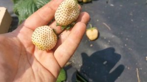 Белая Клубника сорт "Швед"