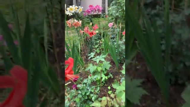 Молодые Розы, Мишель Друккер, Крем аббуданс и др... смотреть онлайн