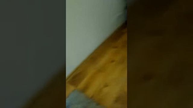 Как сделать игрушку для котёнка смотреть онлайн