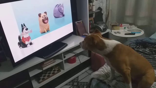 Pets 2 pitbull смотреть онлайн