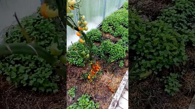 Томаты Бахчисарай Ира в конце октября .