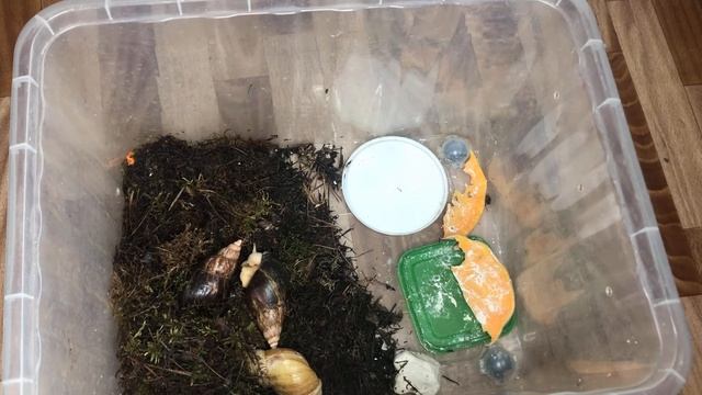 Даю молоко улиткам|Проблемы с ракушкой|Улитка уходит в завиток|Ахатина Фулика Родация Альбинободи смотреть онлайн