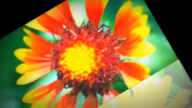 РУДБЕКИЯ - "ЧЕРНОГЛАЗАЯ СЮЗАННА" В САДУ смотреть онлайн