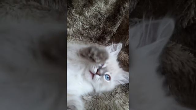 Северьян Мирай смотреть онлайн