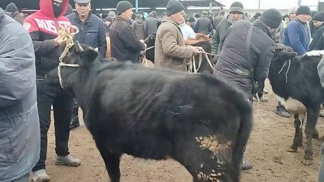 Toshkent Vil Piskent Tumani Chorva Mol Bozori 28.02.2024