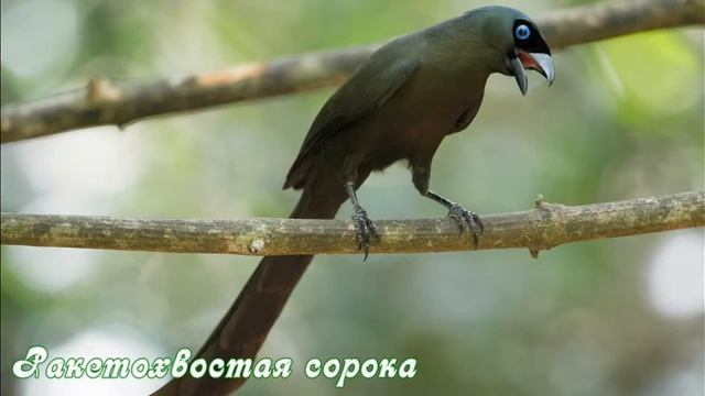 Какие бывают сороки смотреть онлайн