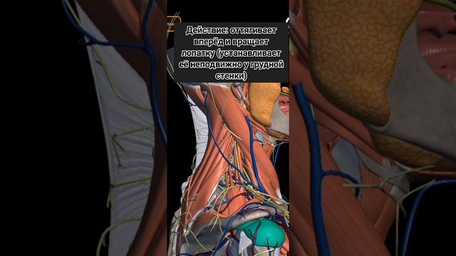 Передняя зубчатая мышца/Действие.Иннервация. Происхождение. Вставка. смотреть онлайн