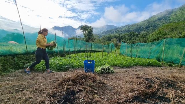 Harvest Vegetables And Ginger To Bring To The Market To Sell - Phuong / Living Off Grid Ep.13