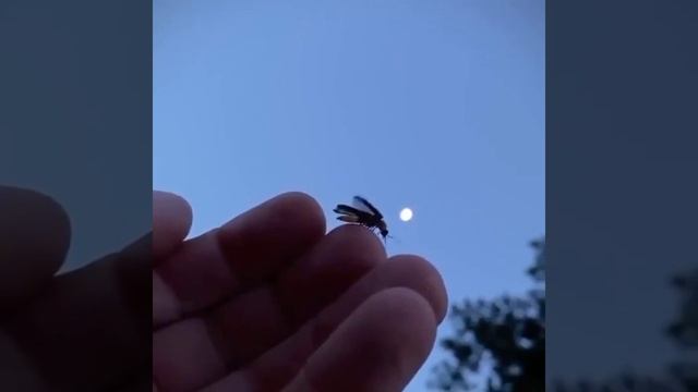 ... ярче луны)... смотреть онлайн