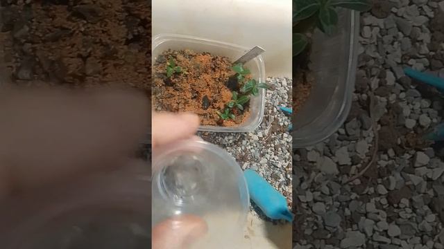 Адениуму месяц. Adenium Obesum)