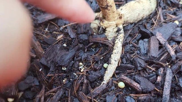 My Old And New Dahlia Plants Update смотреть онлайн