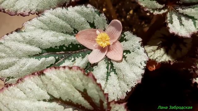 Прелестная бегония Ивнинг Глоу (Begonia Evening Glow) смотреть онлайн