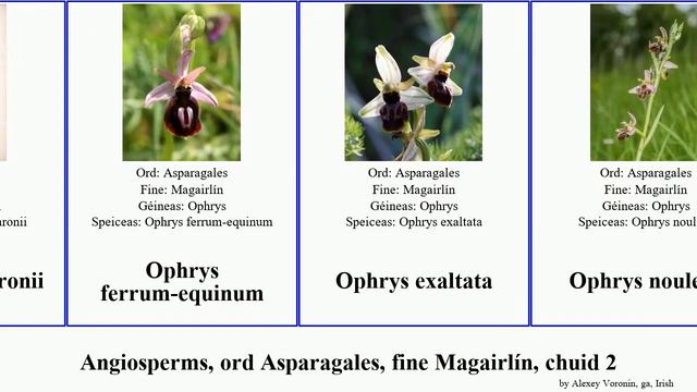 Angiosperms, ord Asparagales, fine Magairlín, chuid 2 ophrys phalaenopsis sect subg epipactis pan смотреть онлайн