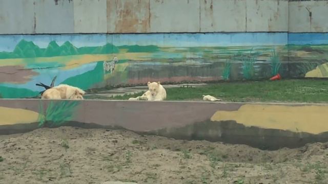 Ярославский зоопарк смотреть онлайн