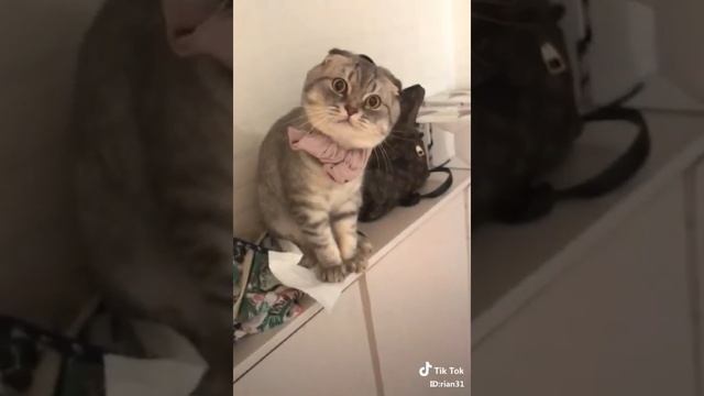 gini nih kalo kucing marah смотреть онлайн