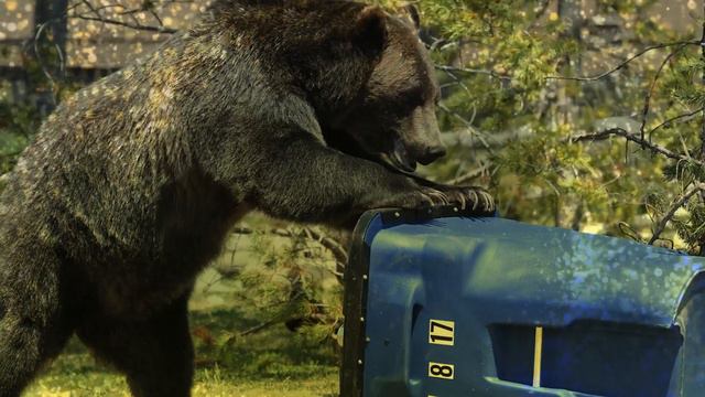 Fattest Animals In The World