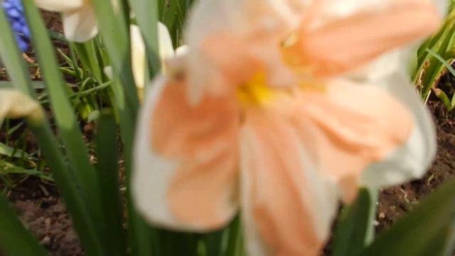 розовые нарциссы смотреть онлайн