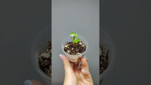 Адениум из семян # 2. смотреть онлайн