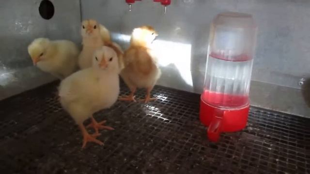 Цыплята Шейвер Браун смотреть онлайн