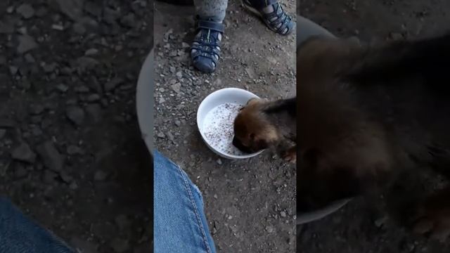 Мой щенок часть2,помесь немецкой овчарки и шарпея смотреть онлайн