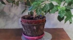 Как заставить цвести Китайскую розу? Почему не цветет Гибискус?