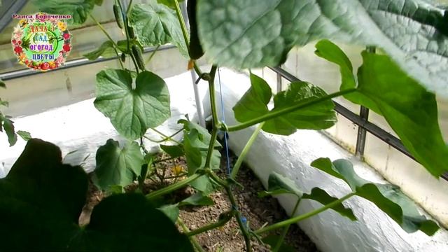 Почему нельзя обрезать пасынки у огурцов и томатов каждый день? Когда надо проводить зеленые опера смотреть онлайн