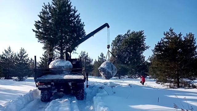 Загружаем крупномеры сосны обыкновенной 6м смотреть онлайн