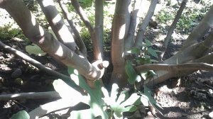 Как обрезать инжир на зиму. НЕ плодородные сорта