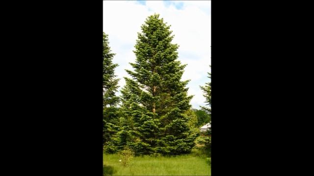 Odcinek #169 Jodła kaukaska (Abies nordmanniana) смотреть онлайн