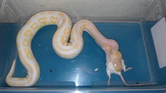 Albino Cinnamon Ball Python Feeding ? ? смотреть онлайн