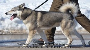 Как дрессировать лайку: воспитание щенка в домашних условиях