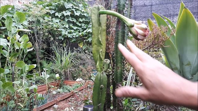 MANDACARU E SUA LINDA FLOR (Cereus jamacaru). смотреть онлайн