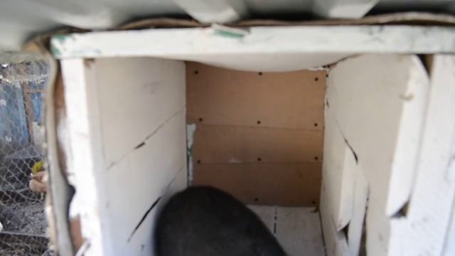 Утеплённые маточники для кроликов, своими руками смотреть онлайн