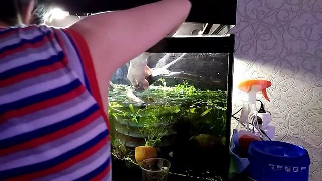 Перевод аквариума в палюдариум. Часть 2. Переоформление смотреть онлайн