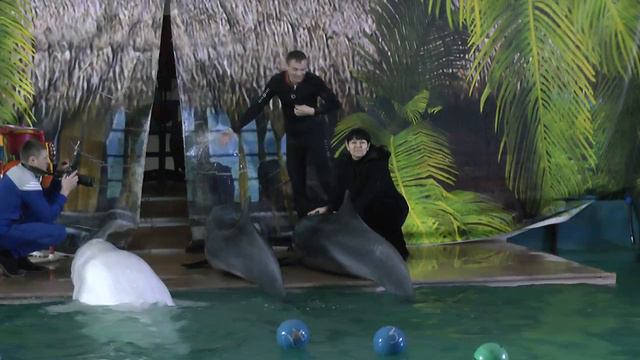 поцелуй с дельфином 2018 г смотреть онлайн