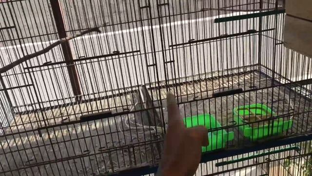 #java or sun conure boxes смотреть онлайн